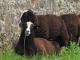 Balwen Welsh Mountain Domba - Domba Breeds
