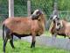 Barbados Blackbelly ovca - Pasmina ovaca