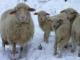 bavarska šuma ovca - Pasmina ovaca
