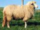 Las Bawarski owca - Rasy owiec