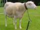 כבשי חלב בלגיה כבש - גזעי כבשים