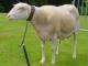 Belgium Milk  sheep