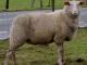 Belgium Milk  sheep