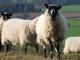 Beulah Speckled-Faced owca - Rasy owiec