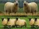 Beulah Speckled-Faced Hausschaf - Rassen Sheep