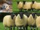 Beulah Speckled-Faced owca - Rasy owiec