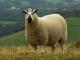 Beulah Speckled-Faced Hausschaf - Rassen Sheep