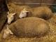 Berrichon du Cher owca - Rasy owiec