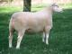 Berrichon du Cher owca - Rasy owiec