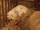 Berrichon du Cher ovca - Pasmina ovaca
