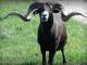 Crna havajski ovca - Pasmina ovaca