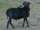 Schwarzes Hawaii Hausschaf - Rassen Sheep