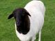פרסי Blackheaded כבש - גזעי כבשים