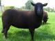 Czarny Welsh Mountain owca - Rasy owiec
