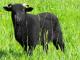 Black Welsh Mountain  sheep