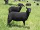 Czarny Welsh Mountain owca - Rasy owiec