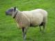 Bleu du Maine owca - Rasy owiec