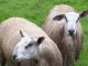 Bluefaced Leicester owca - Rasy owiec