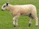 Bluefaced Leicester ovca - Pasmina ovaca