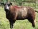 niebieski Texel owca - Rasy owiec
