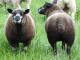 niebieski Texel owca - Rasy owiec