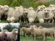 קשר כבש - גזעי כבשים