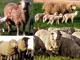 Booroola Merino owca - Rasy owiec
