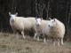 Granični tkanina od vune ovca - Pasmina ovaca