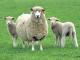 Borderdale Hausschaf - Rassen Sheep