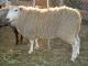 Border Leicester Hausschaf - Rassen Sheep