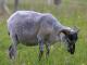 Boreray כבש - גזעי כבשים