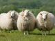 Brecknock Hill Cheviot owca - Rasy owiec