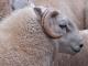 Brecknock Hill tkanina od vune ovca - Pasmina ovaca