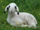 Brillenschaf Hausschaf - Rassen Sheep