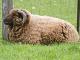 Brown Mountain Hausschaf - Rassen Sheep