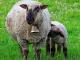 Brown Headed Meat Sheep Hausschaf - Rassen Sheep