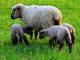 Brown Headed mięsa baraniego owca - Rasy owiec