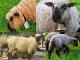 Brown Headed Meat Sheep Hausschaf - Rassen Sheep