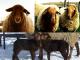 Kalifornija Crvena ovca - Pasmina ovaca