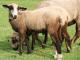 Kalifornija šaren Mutant ovca - Pasmina ovaca
