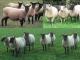 Cambridge Hausschaf - Rassen Sheep