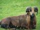 Kamerun ovca - Pasmina ovaca