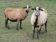 Kamerun owca - Rasy owiec