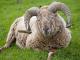 Castlemilk Morrit owca - Rasy owiec