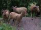 Castlemilk Morrit ovca - Pasmina ovaca