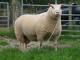 Charmoise Hill Hausschaf - Rassen Sheep