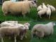 Charmoise Bukit Domba - Domba Breeds