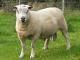 Charollais Hausschaf - Rassen Sheep