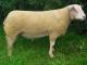 Charollais owca - Rasy owiec