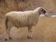 Chios ovca - Pasmina ovaca